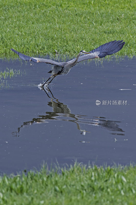 大蓝鹭(Ardea herodias)是苍鹭科一种大型涉禽。黄石国家公园，怀俄明州。飞行。